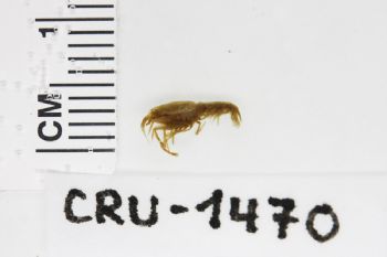 Media type: image;   Invertebrate Zoology CRU-1470 Description: Preserved specimen.;